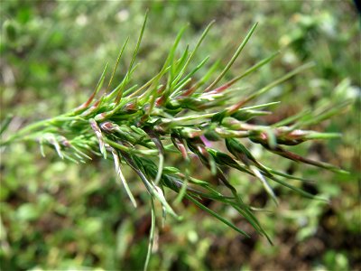 Zwiebel-Rispengras (Poa bulbosa) in Hockenheim