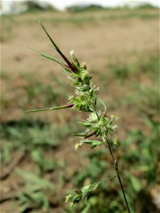 Zwiebel-Rispengras (Poa bulbosa) am Dreieichenbuckel (Naturschutzgebiet Oftersheimer Dünen)