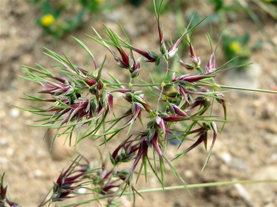 Zwiebel-Rispengras (Poa bulbosa) in Hockenheim