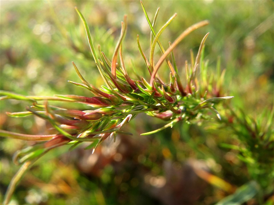 Das erste Zwiebel-Rispengras (Poa bulbosa) im Frühjahr 2016 in Hockenheim