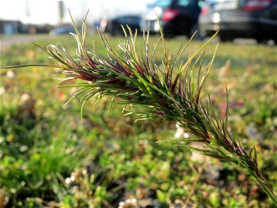 Das erste Zwiebel-Rispengras (Poa bulbosa) im Frühjahr 2016 in Hockenheim
