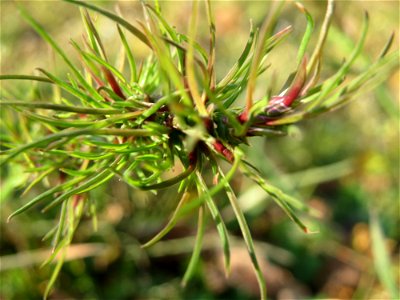 Das erste Zwiebel-Rispengras (Poa bulbosa) im Frühjahr 2016 in Hockenheim