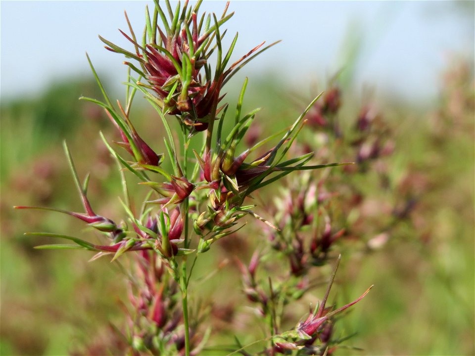 Zwiebel-Rispengras (Poa bulbosa) in Hockenheim
