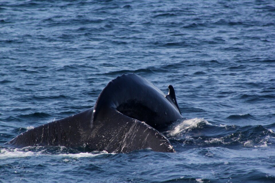 Fluke shot whale fluke whale tail 1 6