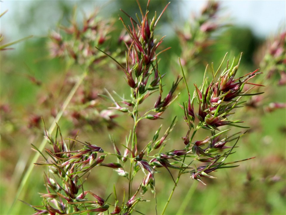 Zwiebel-Rispengras (Poa bulbosa) in Hockenheim