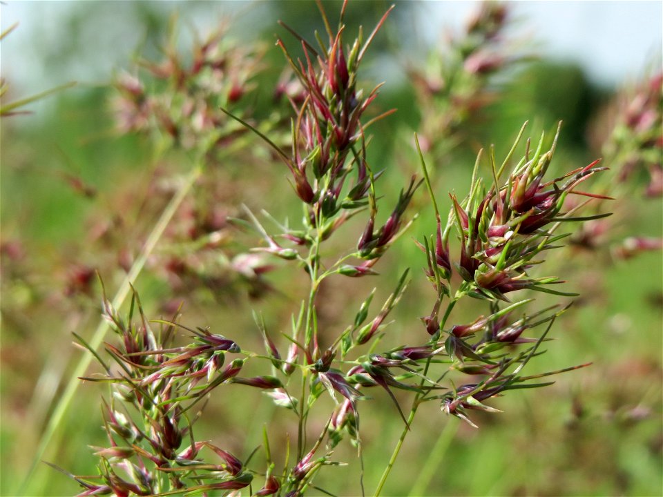 Zwiebel-Rispengras (Poa bulbosa) in Hockenheim photo