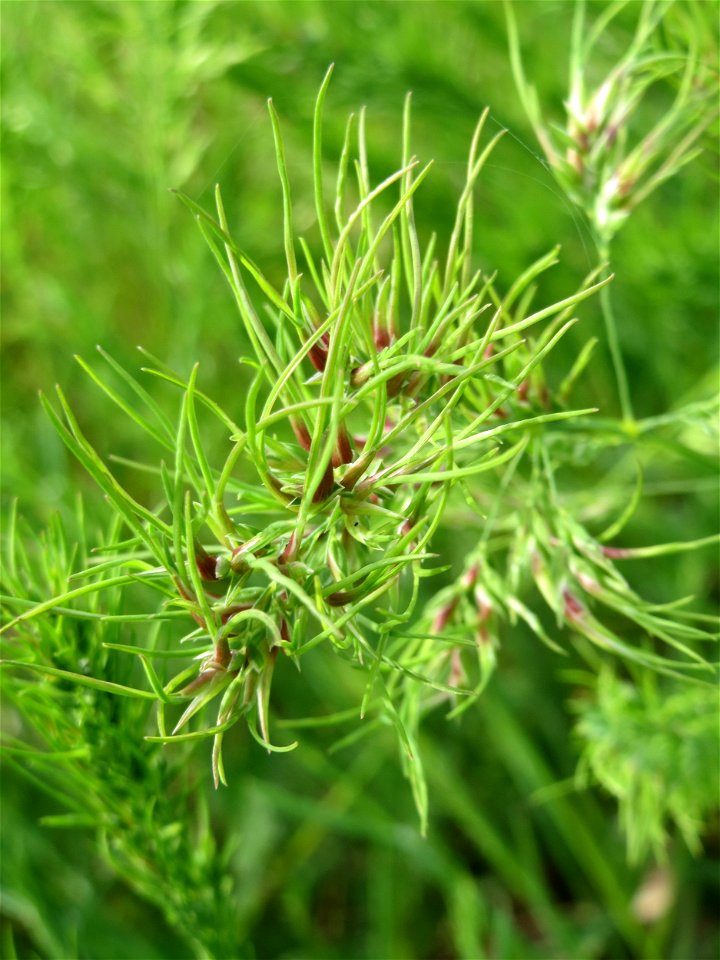 Zwiebel-Rispengras (Poa bulbosa) in Hockenheim