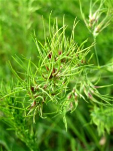 Zwiebel-Rispengras (Poa bulbosa) in Hockenheim