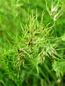 Zwiebel-Rispengras (Poa bulbosa) in Hockenheim photo