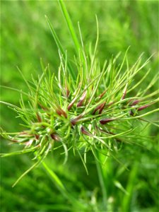 Zwiebel-Rispengras (Poa bulbosa) in Hockenheim