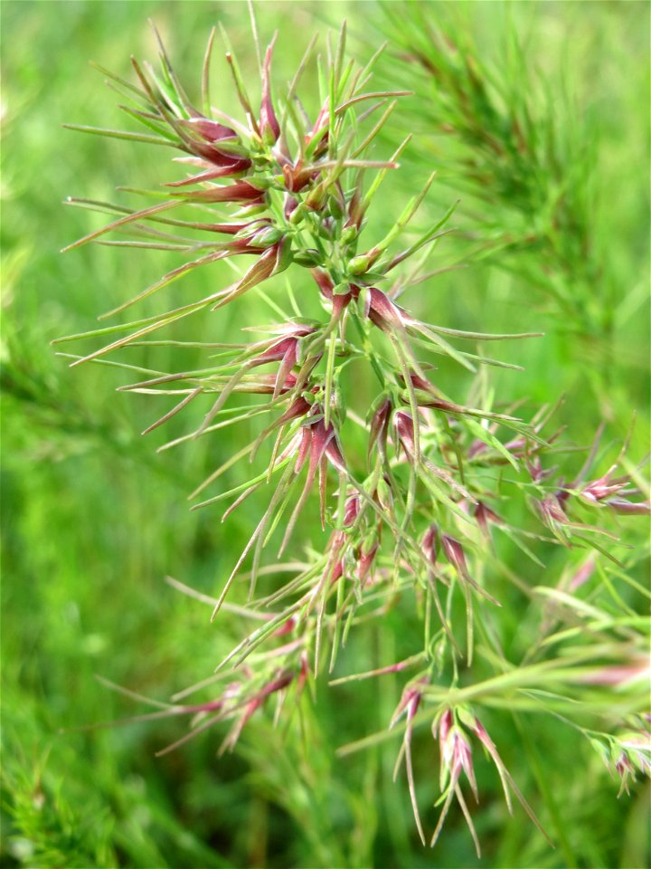 Zwiebel-Rispengras (Poa bulbosa) in Hockenheim