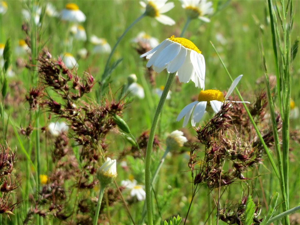 Wiesen-Margeriten (Leucanthemum vulgare) und Zwiebel-Rispengras (Poa bulbosa) in Hockenheim