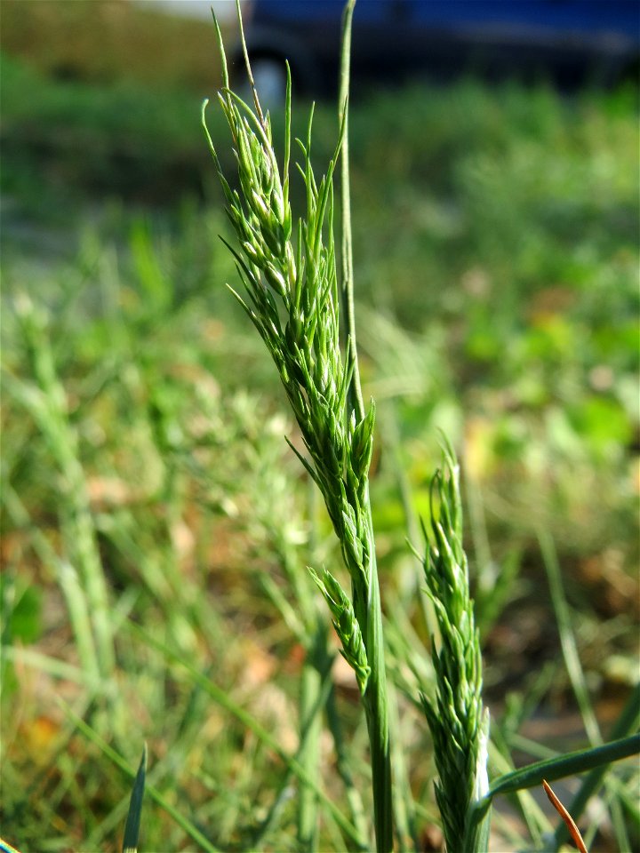 Zwiebel-Rispengras (Poa bulbosa) auf einem Grünstreifen zwischen Eisenbahnstraße und Am Damm in Hockenheim