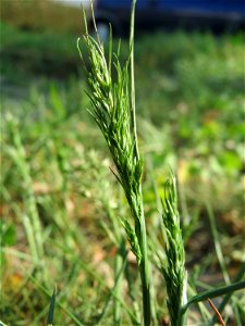 Zwiebel-Rispengras (Poa bulbosa) auf einem Grünstreifen zwischen Eisenbahnstraße und Am Damm in Hockenheim