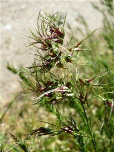 Zwiebel-Rispengras (Poa bulbosa) auf einer Parkplatzwiese in Hockenheim