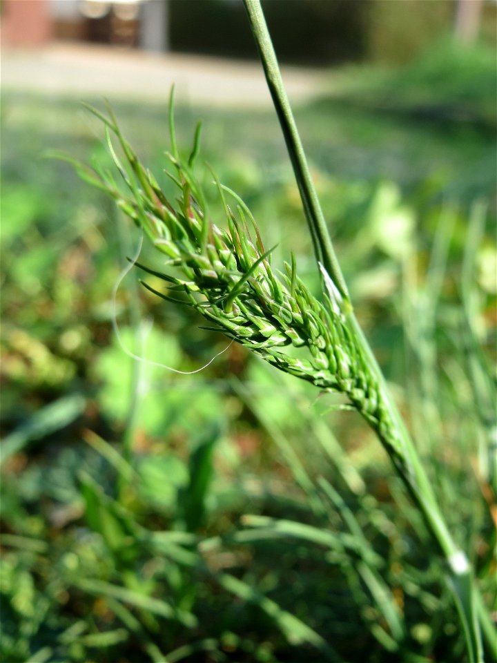 Zwiebel-Rispengras (Poa bulbosa) auf einem Grünstreifen zwischen Eisenbahnstraße und Am Damm in Hockenheim
