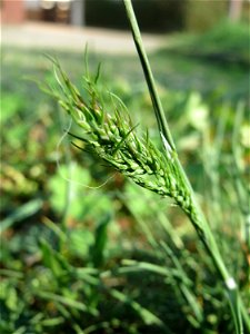 Zwiebel-Rispengras (Poa bulbosa) auf einem Grünstreifen zwischen Eisenbahnstraße und Am Damm in Hockenheim