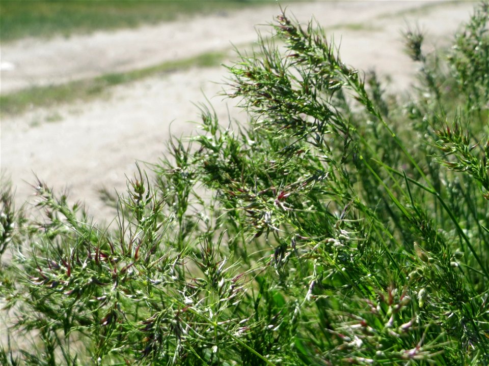 Zwiebel-Rispengras (Poa bulbosa) auf einer Parkplatzwiese in Hockenheim