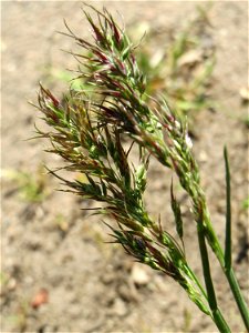 Zwiebel-Rispengras (Poa bulbosa) auf einer Parkplatzwiese in Hockenheim photo