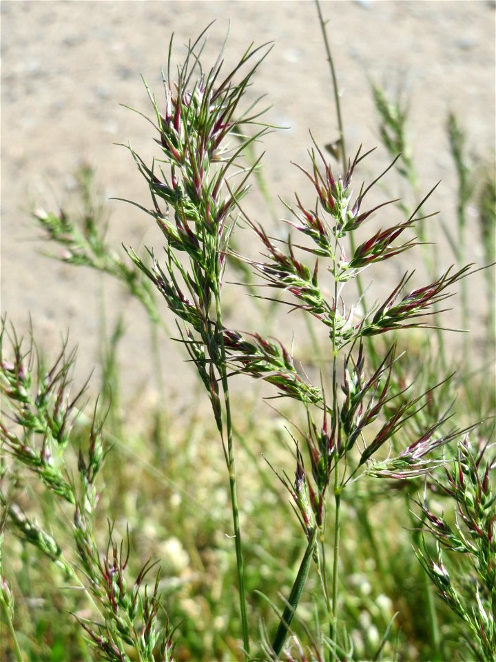 Zwiebel-Rispengras (Poa bulbosa) auf einer Parkplatzwiese in Hockenheim
