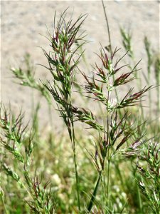 Zwiebel-Rispengras (Poa bulbosa) auf einer Parkplatzwiese in Hockenheim