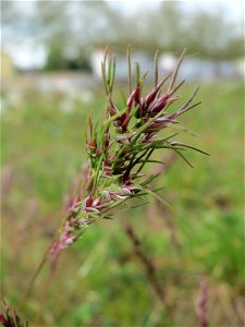 Zwiebel-Rispengras (Poa bulbosa) in Hockenheim