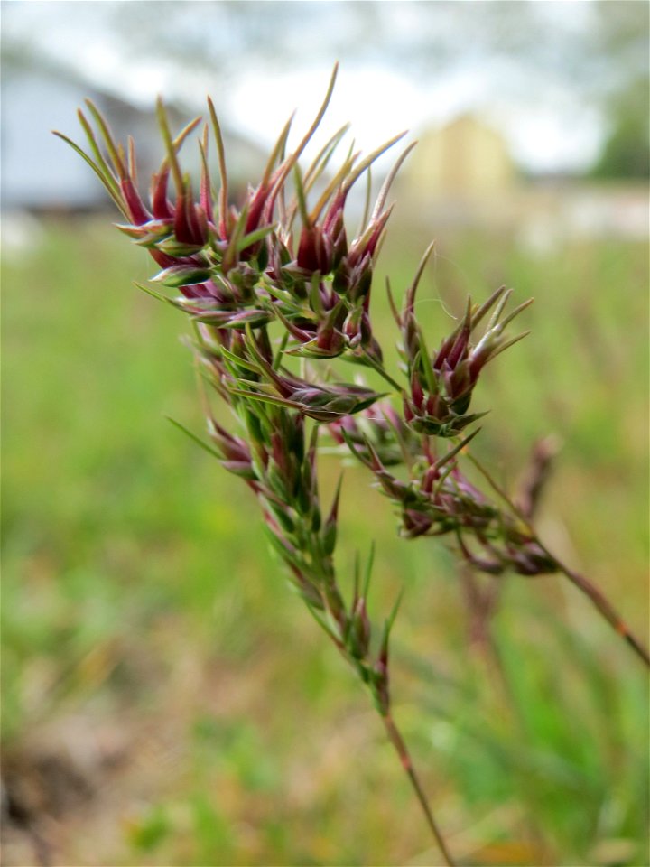Zwiebel-Rispengras (Poa bulbosa) in Hockenheim
