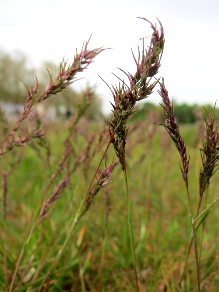 Zwiebel-Rispengras (Poa bulbosa) in Hockenheim