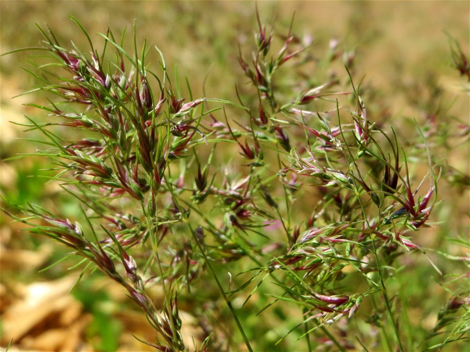 Zwiebel-Rispengras (Poa bulbosa) in Hockenheim - ist nur in bestimmten Gebieten in Deutschland häufig, hier aber schon