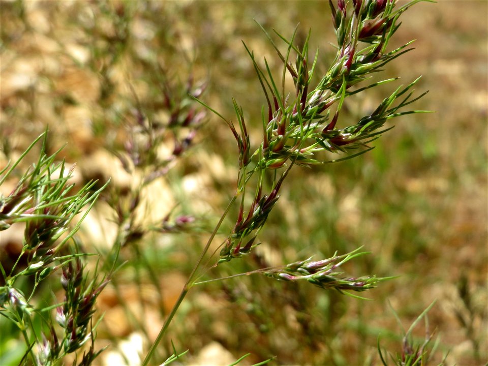 Zwiebel-Rispengras (Poa bulbosa) in Hockenheim - ist nur in bestimmten Gebieten in Deutschland häufig, hier aber schon
