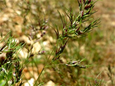 Zwiebel-Rispengras (Poa bulbosa) in Hockenheim - ist nur in bestimmten Gebieten in Deutschland häufig, hier aber schon
