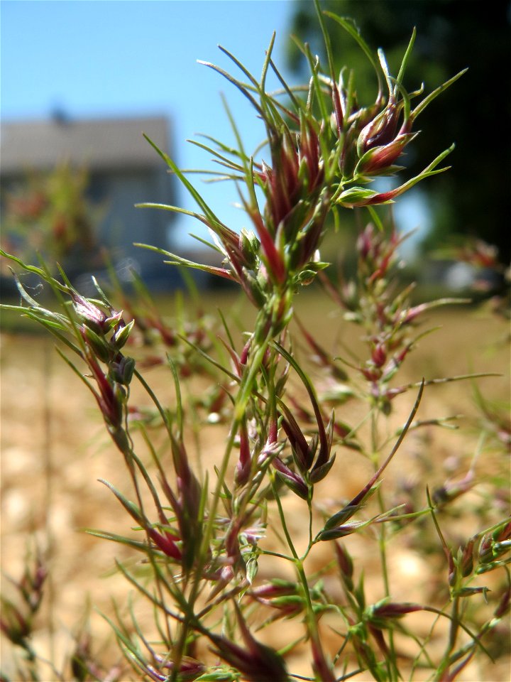 Zwiebel-Rispengras (Poa bulbosa) in Hockenheim - ist nur in bestimmten Gebieten in Deutschland häufig, hier aber schon