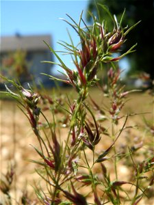 Zwiebel-Rispengras (Poa bulbosa) in Hockenheim - ist nur in bestimmten Gebieten in Deutschland häufig, hier aber schon