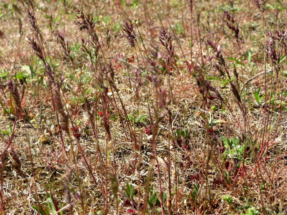 Habitat vom Zwiebel-Rispengras (Poa bulbosa) auf einer Parkplatz-Wiese in Hockenheim