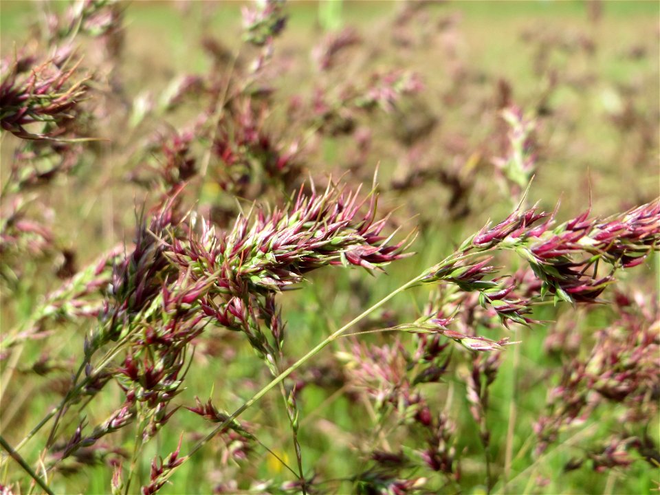 Zwiebel-Rispengras (Poa bulbosa) auf einer Parkplatzwiese in Hockenheim