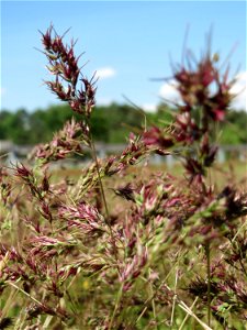 Zwiebel-Rispengras (Poa bulbosa) auf einer Parkplatzwiese in Hockenheim