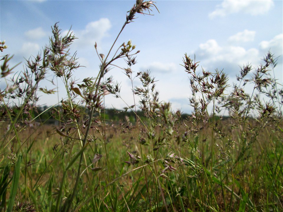 Zwiebel-Rispengras (Poa bulbosa) auf einer Parkplatzwiese in Hockenheim