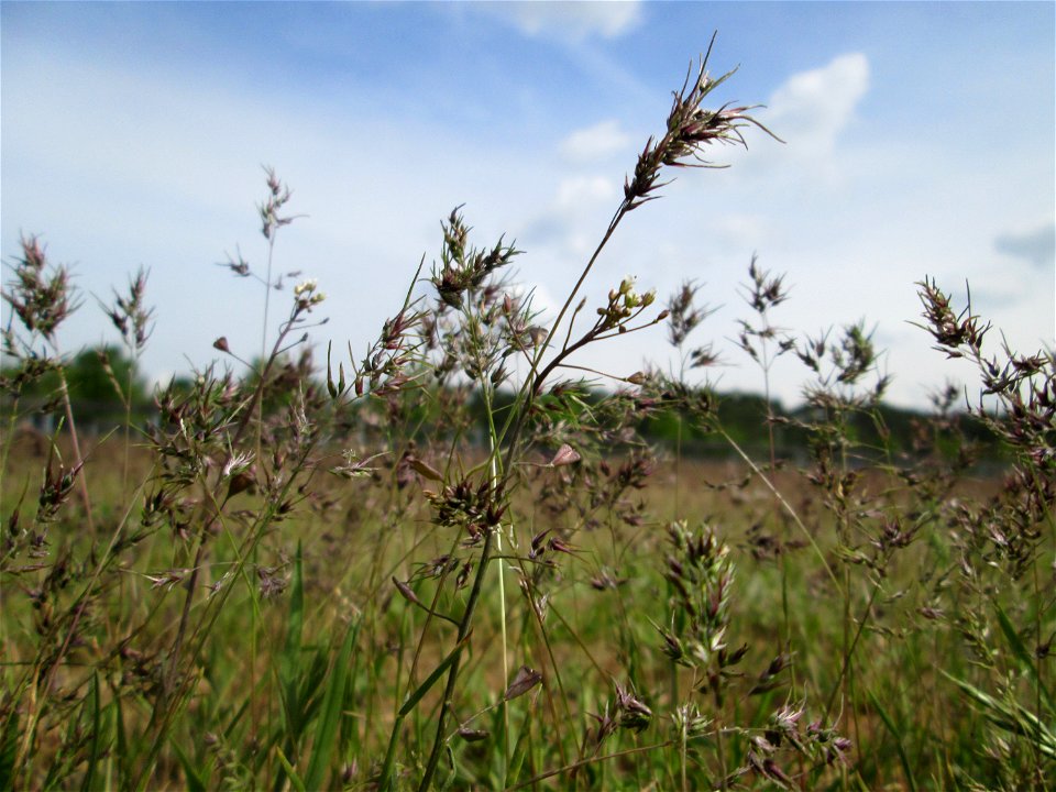Zwiebel-Rispengras (Poa bulbosa) auf einer Parkplatzwiese in Hockenheim