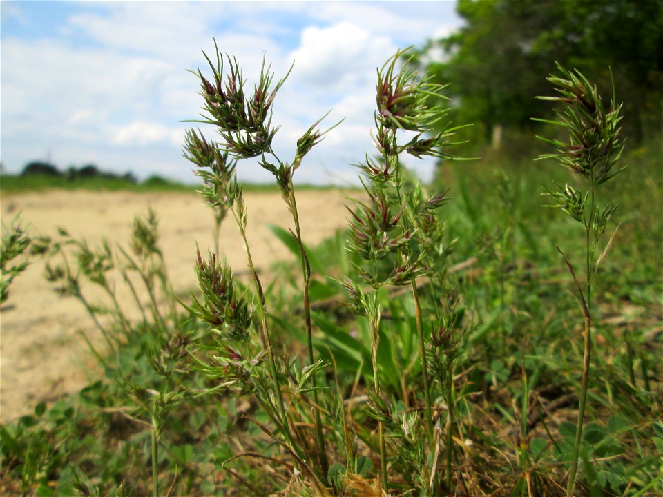 Zwiebel-Rispengras (Poa bulbosa) am Dreieichenbuckel im Naturschutzgebiet „Oftersheimer Dünen“