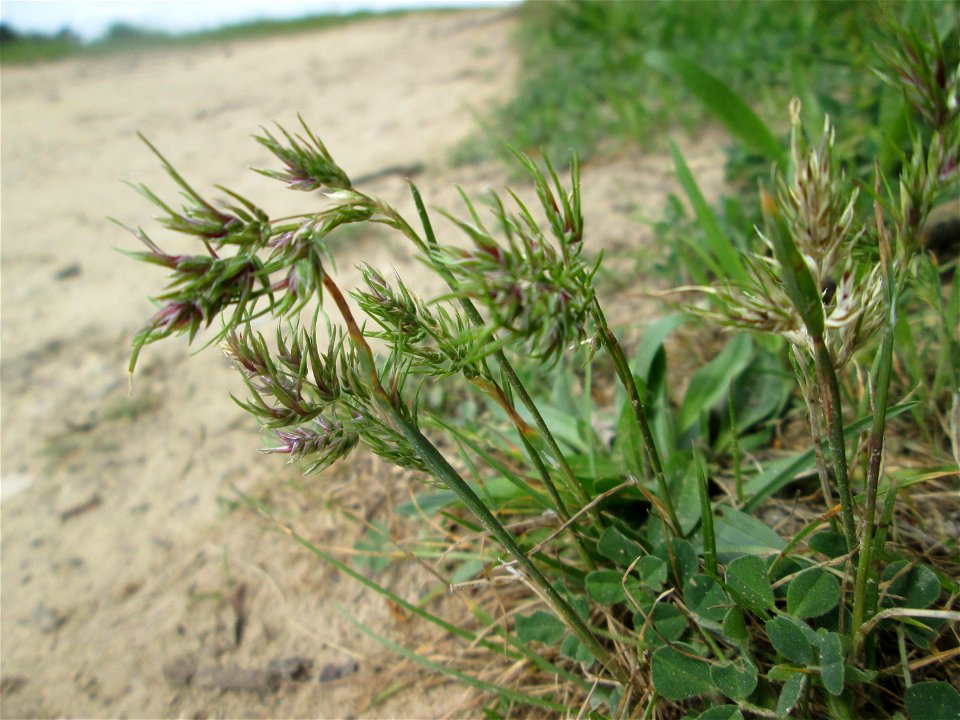 Zwiebel-Rispengras (Poa bulbosa) am Dreieichenbuckel im Naturschutzgebiet „Oftersheimer Dünen“
