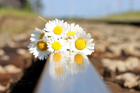 Tragic mourning lost love