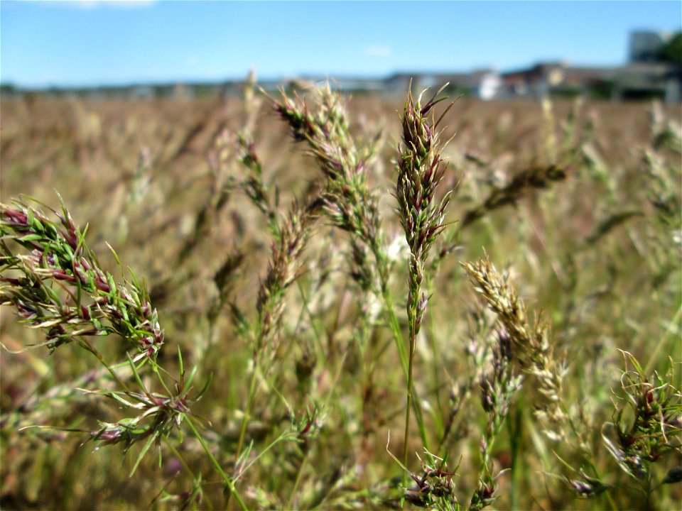 Zwiebel-Rispengras (Poa bulbosa) auf einer Parkplatz-Wiese in Hockenheim