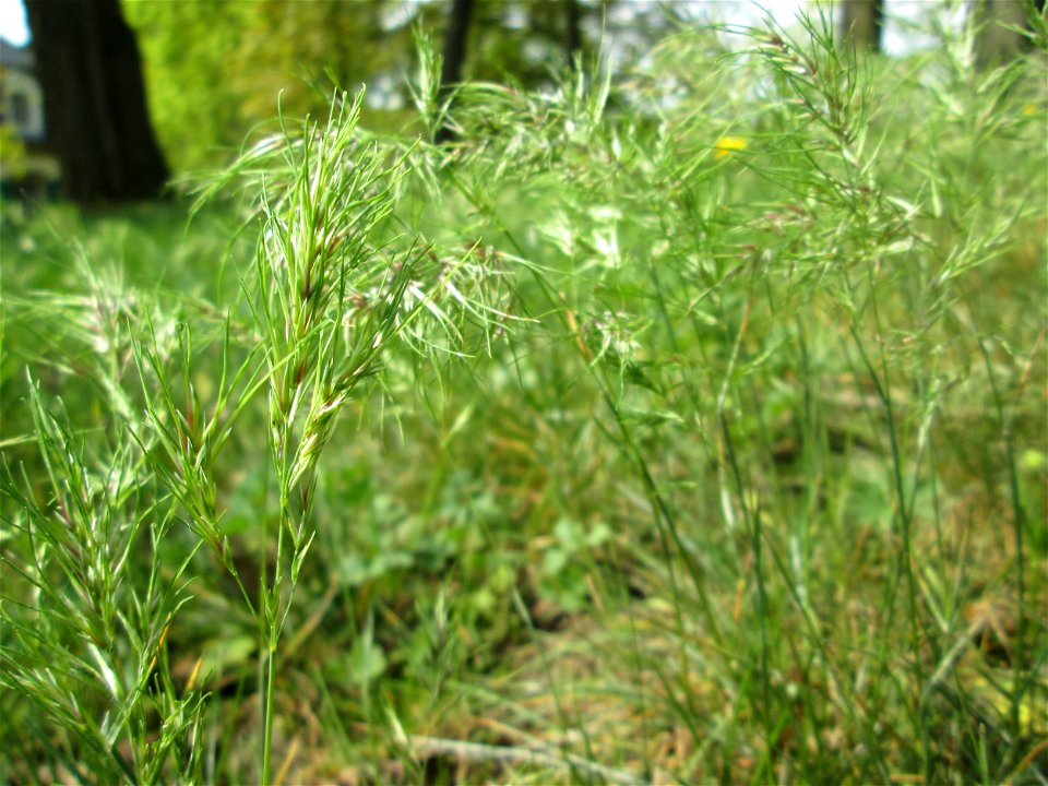 Zwiebel-Rispengras (Poa bulbosa) am Nußberg (Landschaftsschutzgebiet) in Alt-Saarbrücken