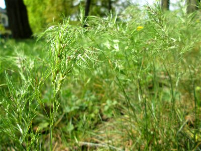 Zwiebel-Rispengras (Poa bulbosa) am Nußberg (Landschaftsschutzgebiet) in Alt-Saarbrücken