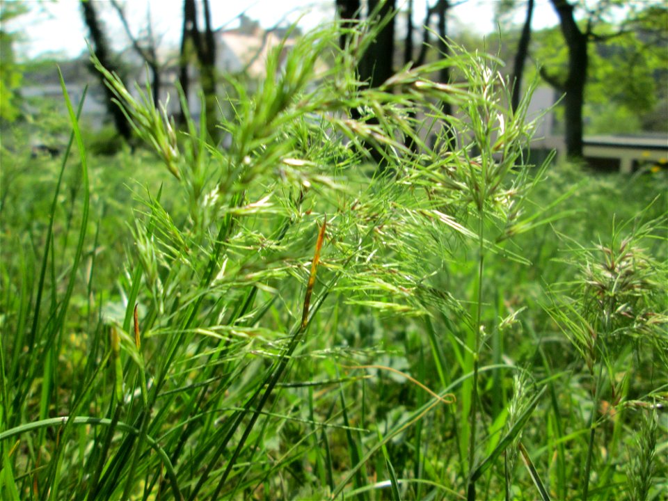 Zwiebel-Rispengras (Poa bulbosa) am Nußberg (Landschaftsschutzgebiet) in Alt-Saarbrücken