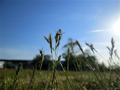 Zwiebel-Rispengras (Poa bulbosa) auf einer Parkplatz-Wiese in Hockenheim