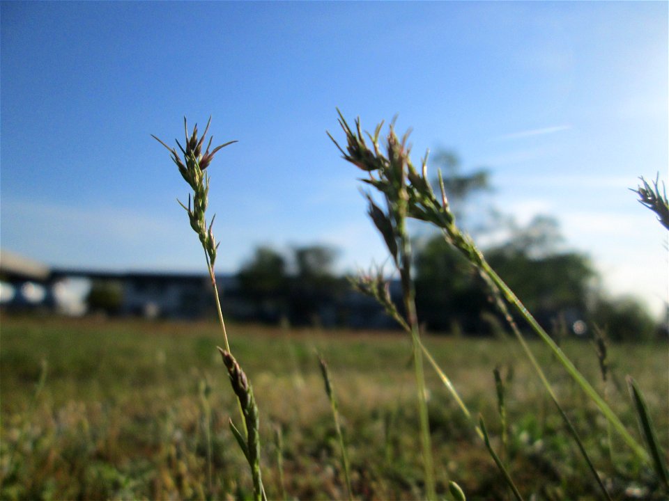 Zwiebel-Rispengras (Poa bulbosa) auf einer Parkplatz-Wiese in Hockenheim