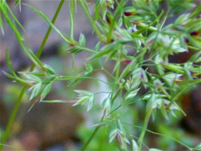 Poa bulbosa close up, Sierra Madrona, Spain