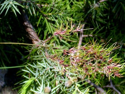 Poa bulbosa inflorescence close up, Sierra Madrona, Ciudad Real, Spain photo