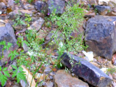 Poa bulbosa habit, Sierra Madrona, Spain photo